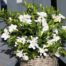 Gardenia 'Celestial Star' / Gardenia jasminoides Celestial Star